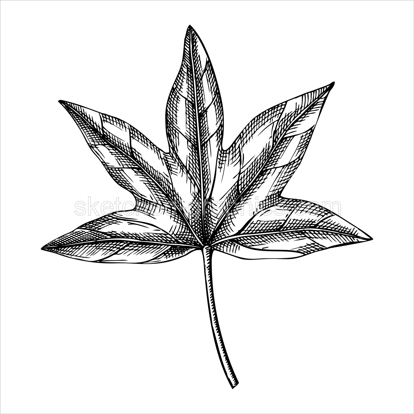 Decorative autumn leaf sketch. Sweetgum foliage drawing. Hand drawn botanical element in sketched style. Sketched hazel pinefall leaves illustrations. For Thanksgiving day design. Illustration